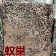 別墅墻體挖出超大白蟻巢?。?！